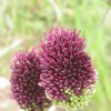allium sphaerocephalon